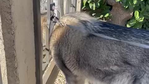 Big Dog Tries to Fit Through Gate