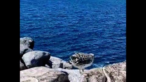 Gull shows her chick smooth liftoff without flapping her wings