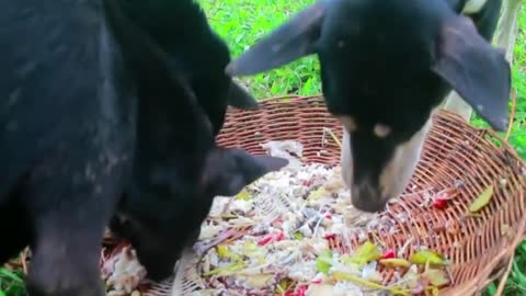 Top One Women Help Wild boar at river - Steaming Fish for dog Eating