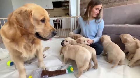 Golden Retriever Dad Babysits His Puppies