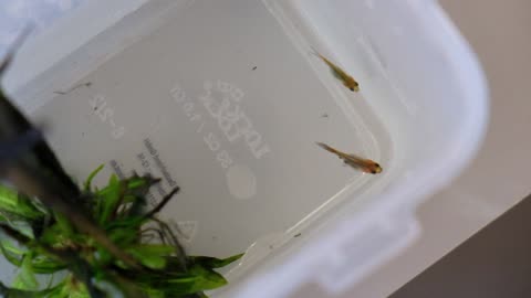 two out of eight fancy goldfish babies 2024