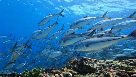 Underwater Delight: Fish Playtime"