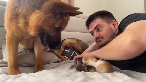 German Shepherd Reacts to Me Hugging Tiny Kittens