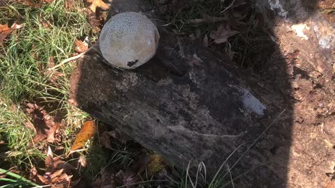 Shooting a frozen cantaloupe