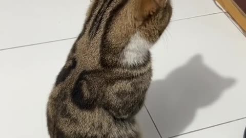 Kucing kaget melihat bayangan sendiri 🤣