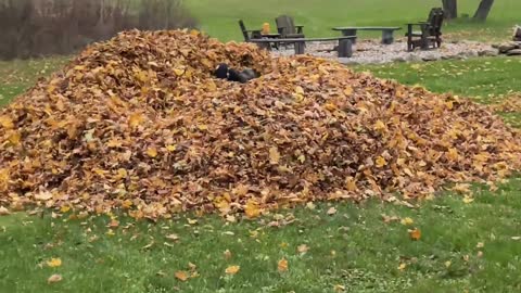 Dog Saves Dad From Leaf Pile