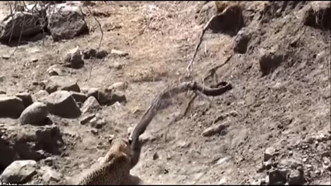 Watch a bison eat a tiger