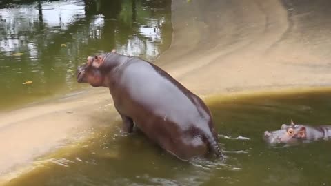 Big hippo