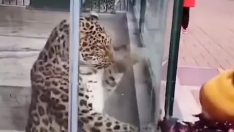 Funny tiger