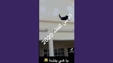 موت ضحك 🤣🤣 حمار قبيح ويركل صاحبه لقطات مضحكة ضحك حتا الموت حيوانات مضحكة