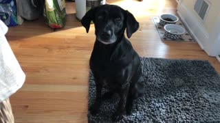 Dog waits patiently for stuffed animals to be fixed