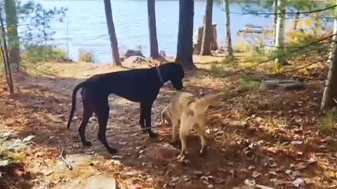 Puppy is adorably clumsy with Great Dene friend and dogs video