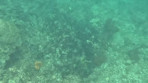 Snorkeling Adventures Philippines. A large school of fish swimming past and new corals are growing.