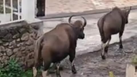 Bisons roaming in the roads of Kodaikanal - Wild Animals caught on camera