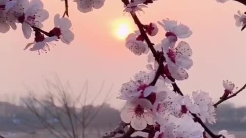 Be like a plum blossom; the colder it is; the more beautiful it blooms