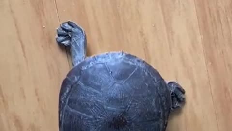 Different Kind Of Tortoise #shorts #shortvideo #video #virals #videoviral