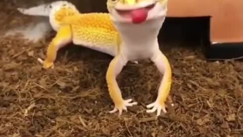 A lizard