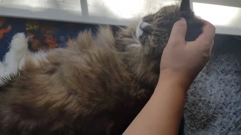 Charlotte chirps at belly skritches