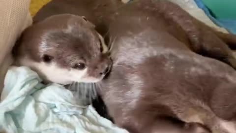 Otter kotaro's Morning Routine #Shorts #animals #cute # virel #funny #virel shorts