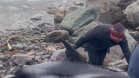 DFO Workers Help Dolphins Stuck in Ice