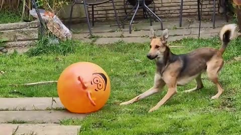 Dog vs space hopper 😅