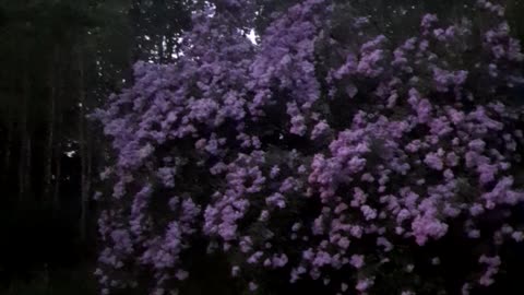 Lilacs