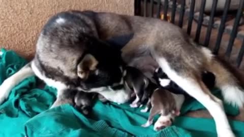 Evolução Ninhada 8 filhotes Husky siberiano