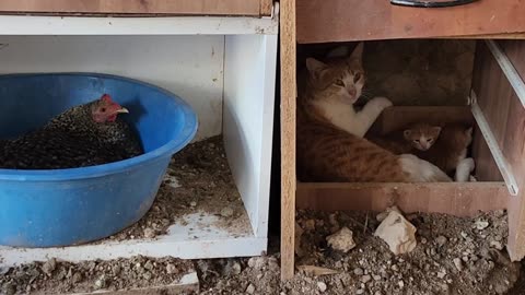 A hen lays on eggs and the cat gives birth to her side