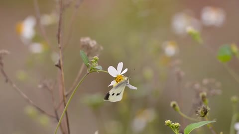 Naturn Flower Blue Butterflies