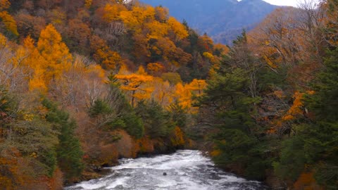 Enchanting Autumn Forests with Beautiful Piano Music