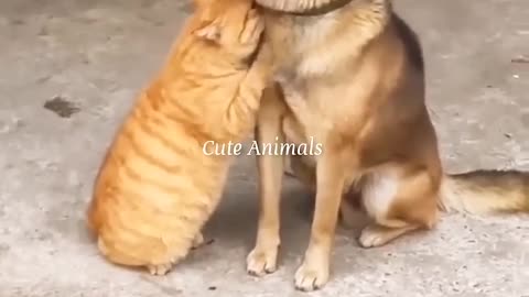 Funny cat and animals videos