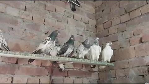 Beautiful pigeon breeder pair best flying