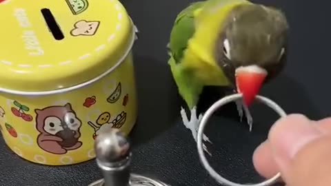 Parrot traing animals