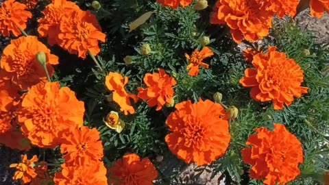 Marigolds