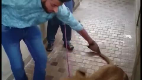 A lion attack on men #OMG#ANIMALS#LION