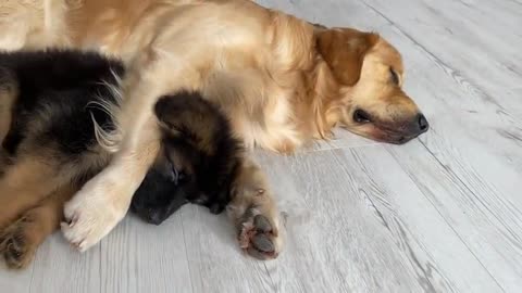 95_My Dog Teaches My German Shepherd Puppy To Share Things