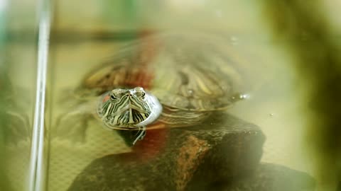 The turtle peeps out of the water in the aquarium. It depicts emotion - surprise