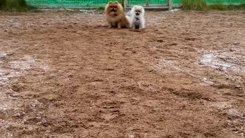 This father and puppy are learning to train with their master