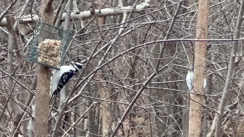 Hairy Woodpeckers at James Gardens Toronto