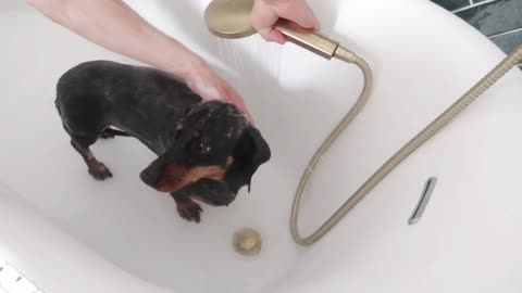 Cute sausage Dog takes a BATH!