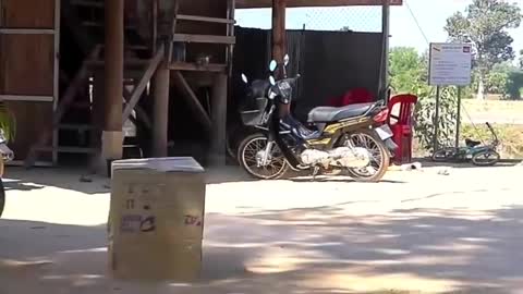 Fake tiger and big box prank with dog going hilarious :D xD