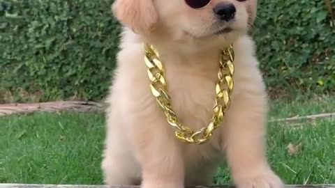 Cute Stylish Puppy