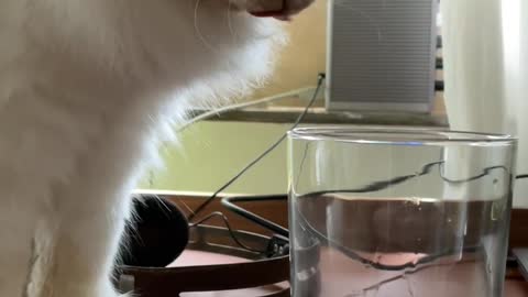 He Has a Full Water Bowl Two Feet Away