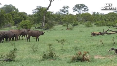 Lion vs Buffalo Battle_Buffalo Too Angry Destroys The Strongest Lion in Africa