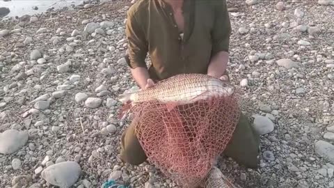 Carp Fishing By Asif sb & Rehmat Sb | Tarbela Dam | 08/10/2023