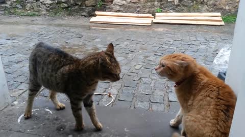 Ev Kedisi ile sokak kedisinin kavgas? ( Kedi Kavgas? )