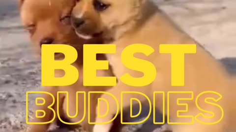 Cute Dogs | funny dogs cuddle eachother 😂