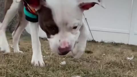 Yesterdaywediscovered it was cold enough for bubbles to freeze on the ground