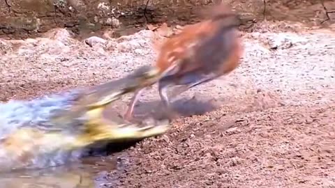 The reaction speed of a deer versus the speed of a crocodile's attack