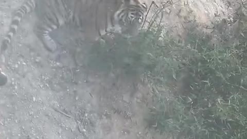 A tiger eats grass